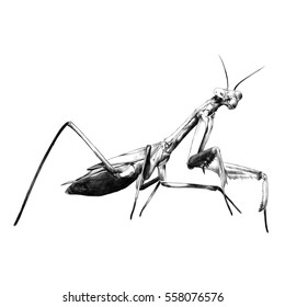 Praying Mantis Insect Vector Black And White Sketch