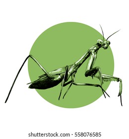 praying mantis insect vector black and white sketch on a background of green circle