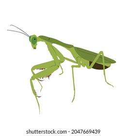 Praying mantis, Mantodea is unique predator.  It called praying mantis because when waiting for prey, it holds its front legs in position as if it is folded in prayer