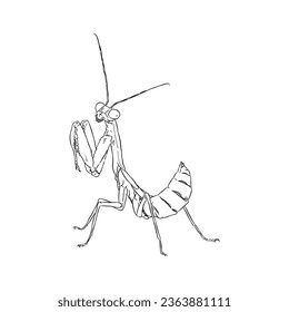 Praying mantis outline sketch 6 vector isolated