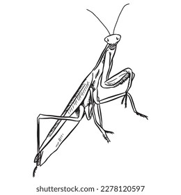 Praying Mantis outline vector isolated on white background