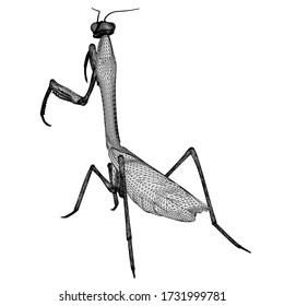 Ilustración de líneas poligonales mantis rezando. Resumen de insecto vector sobre el fondo blanco