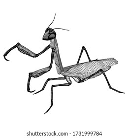 174 Praying Mantis Outline Images, Stock Photos & Vectors | Shutterstock