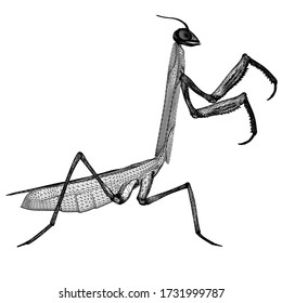 Ilustración de líneas poligonales mantis rezando. Resumen de insecto vector sobre el fondo blanco