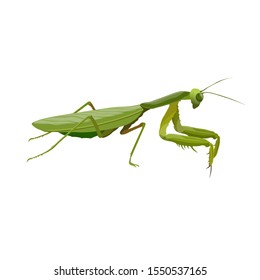 Praying mantis. Predatory insect. Vector illustration isolated on white background