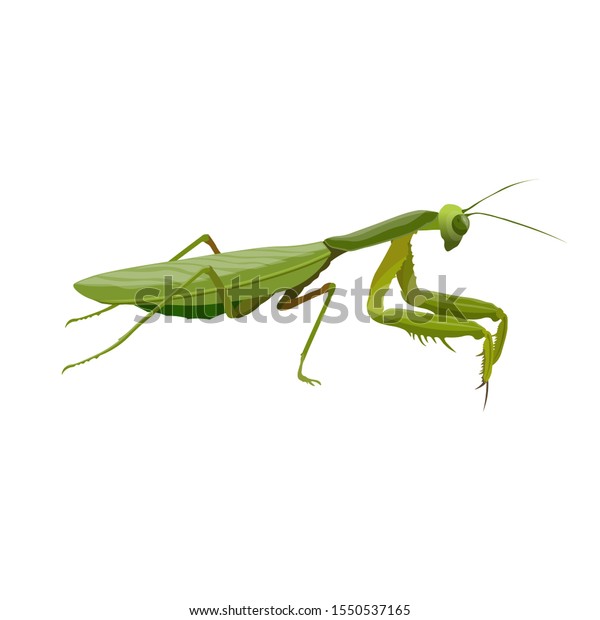 カマキリ 捕食性昆虫 白い背景にベクターイラスト のベクター画像素材 ロイヤリティフリー 1550537165