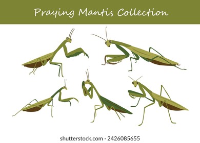 Praying mantis. Set of praying mantis. Vector illustration