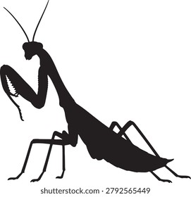 Praying mantis silhouette, insect predator, sharp forelegs, poised, isolated vector.