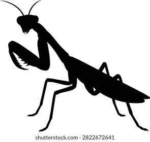 Praying mantis silhouette, insect predator, sharp claws.