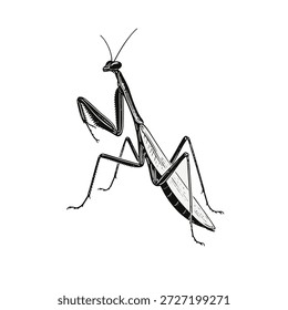 Croquis de Mantis de oración 30 arte de línea aislado en blanco