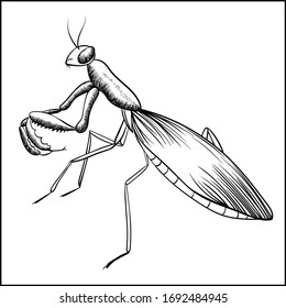 Praying Mantis Sketch IIsolated On White