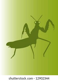 Praying Mantis vector