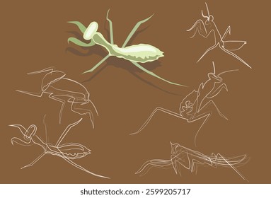 Praying mantis vector illustration with white line sketches on brown background