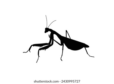 Praying mantis vector isolated on white background. Illustration of a praying mantis