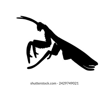 Praying mantis vector silhouette illustration isolated on white background. Exotic insect symbol. Shape mantis shadow.