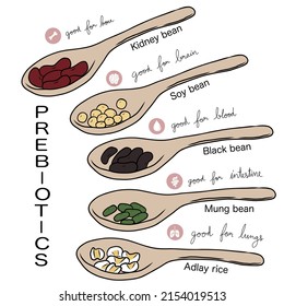 Prebiotics of bean info graphic chart vector illustration