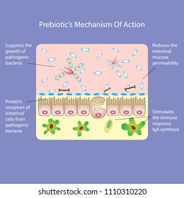 Prebiotic's or probiotic's mechanism of action. Medical vector illustration