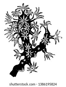 Precious Coral is the common name given to Corallium rubrum, vintage line drawing or engraving illustration.
