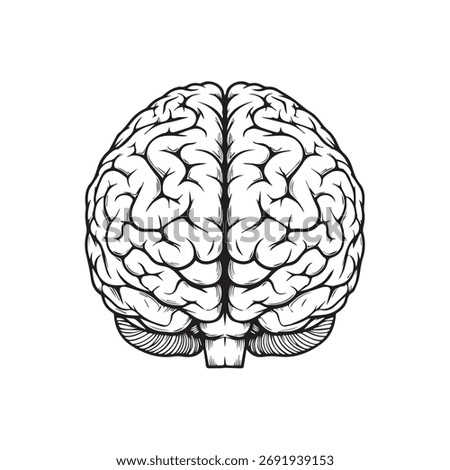 A precise black and white line art illustration of the human brain, showcasing its intricate folds and structures from a top-down perspective, ideal for scientific and educational content.