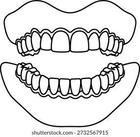 Un dibujo preciso en blanco y negro de una boca humana que muestra los dientes superiores e inferiores, con una estructura dental detallada.