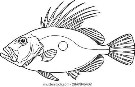 Precise clean line art John Dory fish illustration isolated