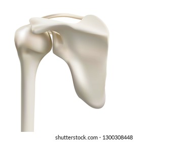 375 Shoulder replacement Images, Stock Photos & Vectors | Shutterstock