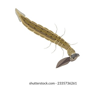 Predaceous Diving Beetle on a white background