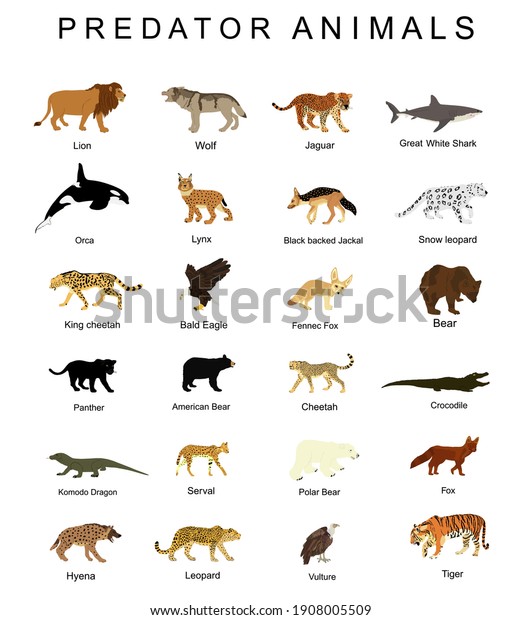 Jackal Jaguar Images Stock Photos Vectors Shutterstock