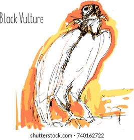 predator birds vector sketches, hand drawn illustration. 