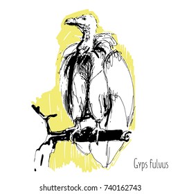 predator birds vector sketches, hand drawn illustration. 