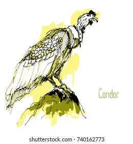 predator birds vector sketches, hand drawn illustration. 