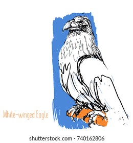 predator birds vector sketches, hand drawn illustration. 