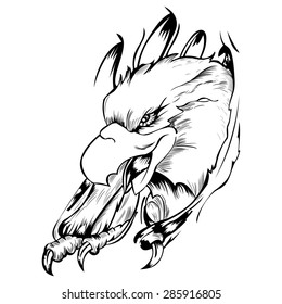 predator eagle on white background claws tearing something