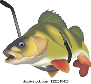 predator fish freshwater perch