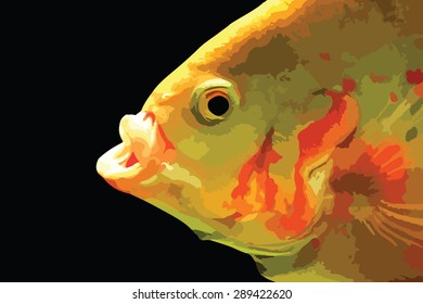 Predator fish hunting. Oscar fish (astronotus ocellatus). Vector eps10.