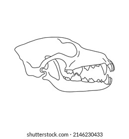 Predator skull. Animal anatomy vector, outline illustration.