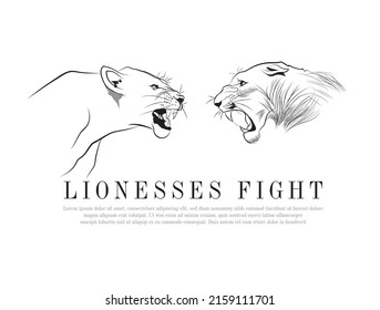 Predators fighting sketch, Vector drawing of two lionesses, An illustration of wild animals