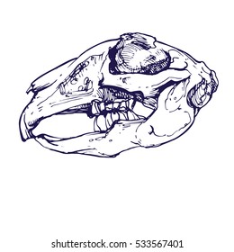 Predators skull line art hand drawn vector stock illustration