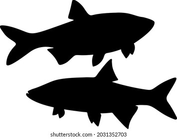 Predatory asp fish in the set. Vector image.