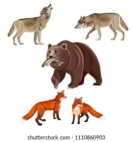 Predatory beasts - brown bear, gray wolves and red foxes. Vector illustration on white background