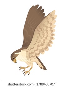 Predatory Bird Cute Adult Falcon Cartoon Animal Design Birds Of Prey Character Flat Vector Illustration Isolated On White Background