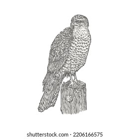 Predatory bird standing on a log. Hand drawn with pen and ink outlines.  Sketch of bird in vintage style.Vector illustration isolated on white background.