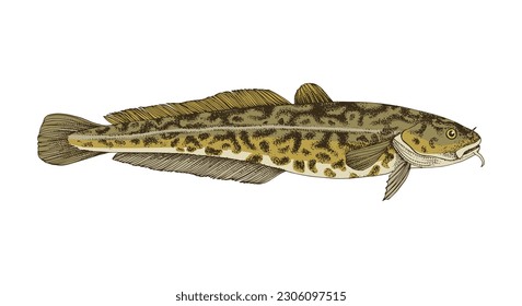 Predatory Burbot. Fresh water fish.