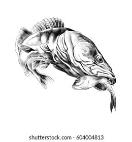 predatory fish pike caught and is holding in its mouth a dead small fish, sketch vector graphics black and white drawing