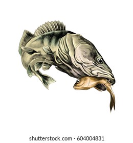 predatory fish pike caught and is holding in its mouth a dead small fish, sketch vector graphics color picture