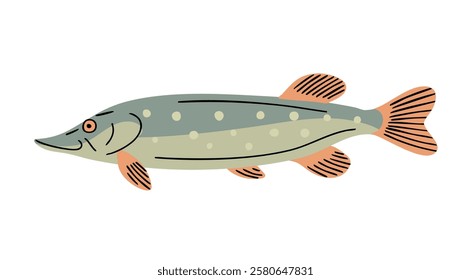 Predatory fish pike. Freshwater fish. Fishing, food and cooking. Fauna, wildlife and nature. Vector illustration isolated on white background