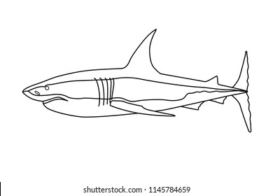 Predatory fish shark sketch illustration to engraving style