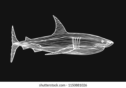 Predatory fish shark sketch illustration to engraving style