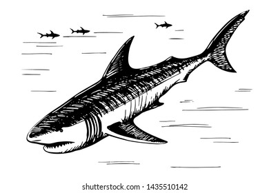 Predatory fish shark sketch illustration to engraving style hand drawing vector