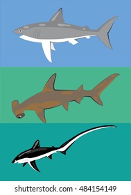 Predatory fishes of the ocean white shark, shark hammer, shark fox